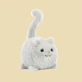 Kitten Caboodle